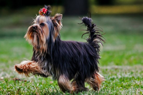 Yorkshire Terrier dog