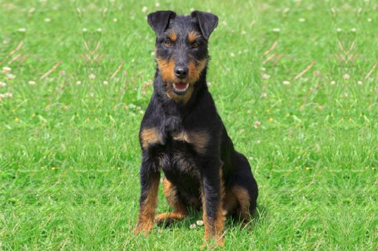 Jagd terrier picture