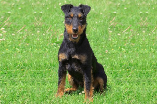 Jagd Terrier dog