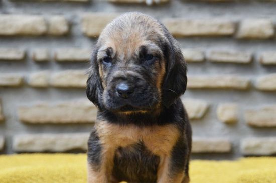 Black and Tan Bloodhound puppy picture