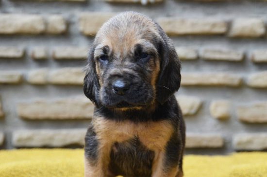 Bloodhound dog