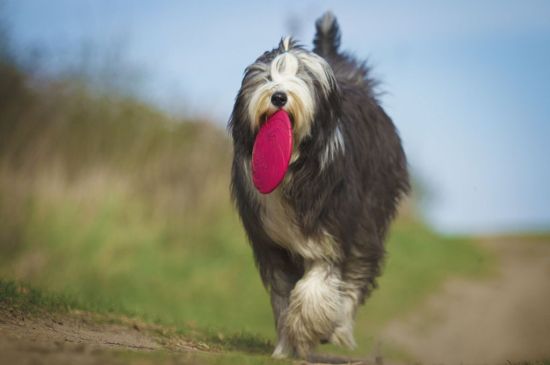 are bearded collie noisy