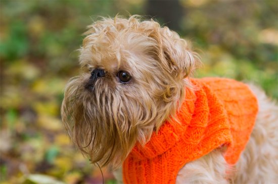 Brussels Griffon dog