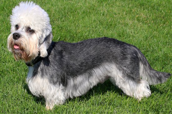 Terrier Dandie Dinmont perro