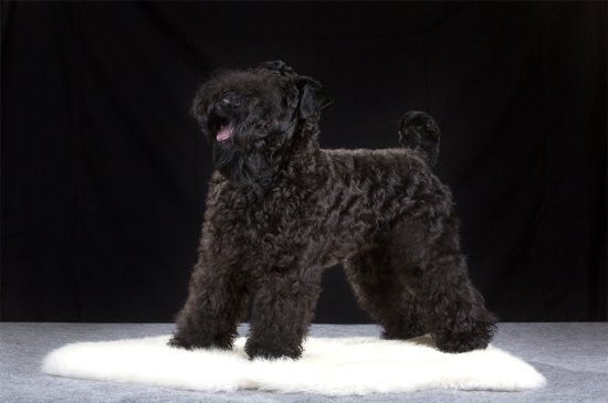 Kerry Blue Terrier dog