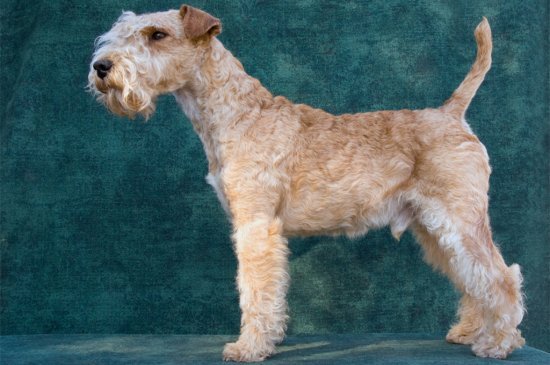 Terrier Lakeland perro