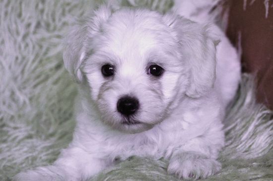 White Bolognese Puppy image