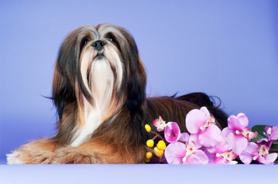 Lhasa Apso perro