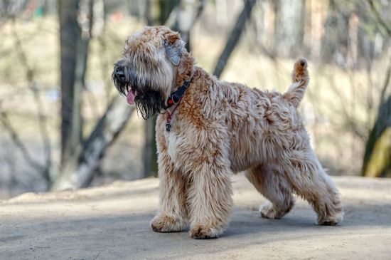 how many puppies can soft coated wheaten terrier give birth to