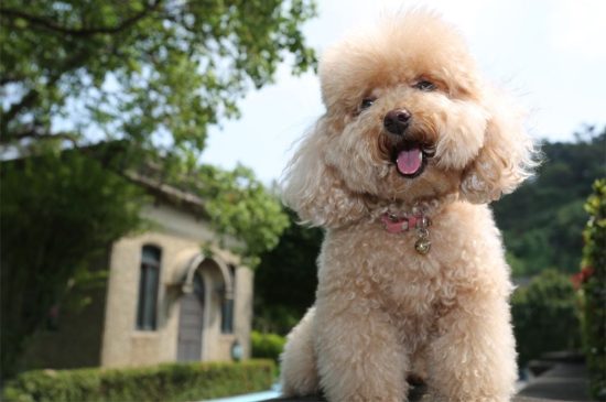 Toy Poodle image