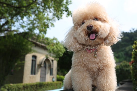 Toy Poodle dog