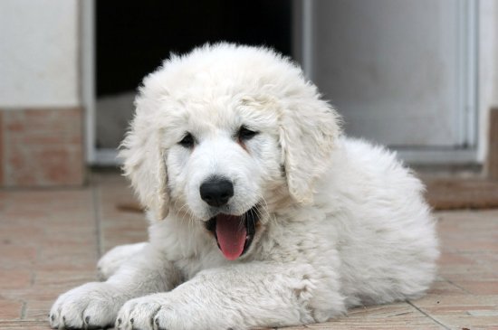 Kuvasz perro