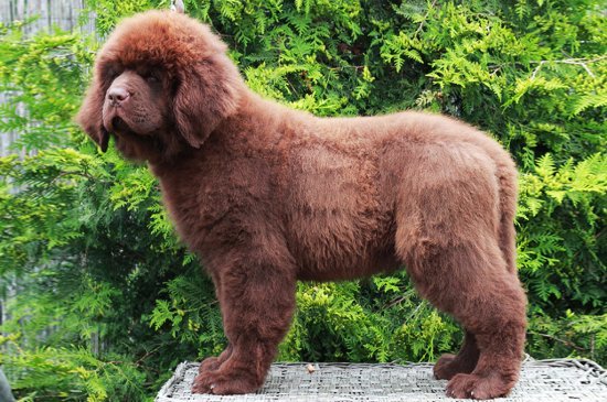 Newfoundland dog