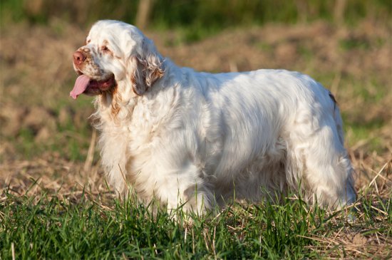 are clumber spaniel the most intelligent dogs