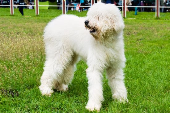 South Russian Sheepdog dog