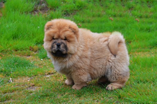 Chow-Chow Hund