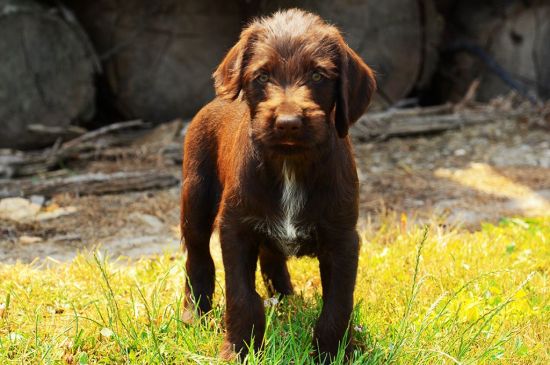 Chocolate German Wirehaired Pointer Puppy picture