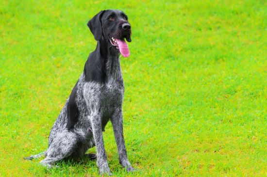 Spotted German Wirehaired Pointer image