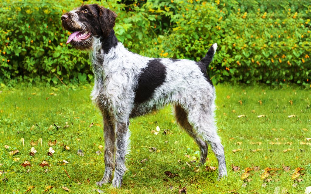 Spotted German Wirehaired Pointer picture