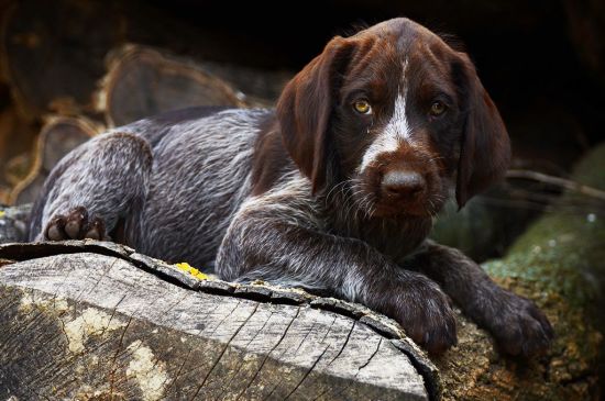 Spotted German Wirehaired Pointer Puppy picture