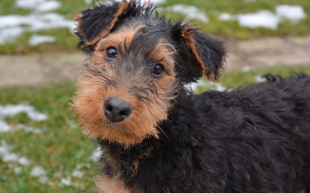 Black and Tan Airedale Terrier Puppy image
