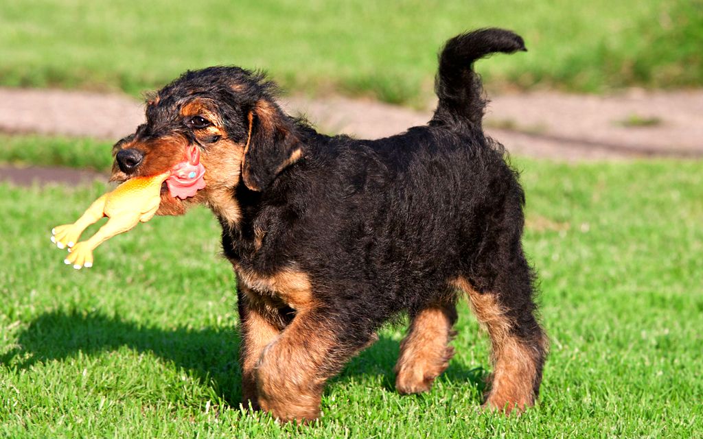 Black and Tan Airedale Terrier Puppy picture