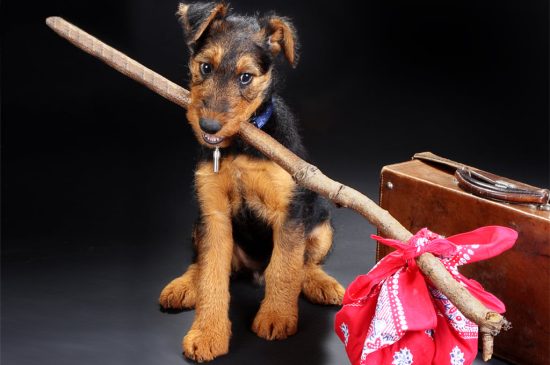 Terrier Airedale perro