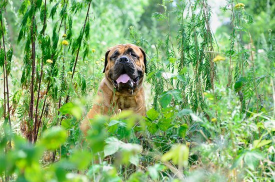 Bullmastiff dog