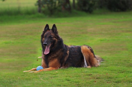 Belgian Sheepdog dog