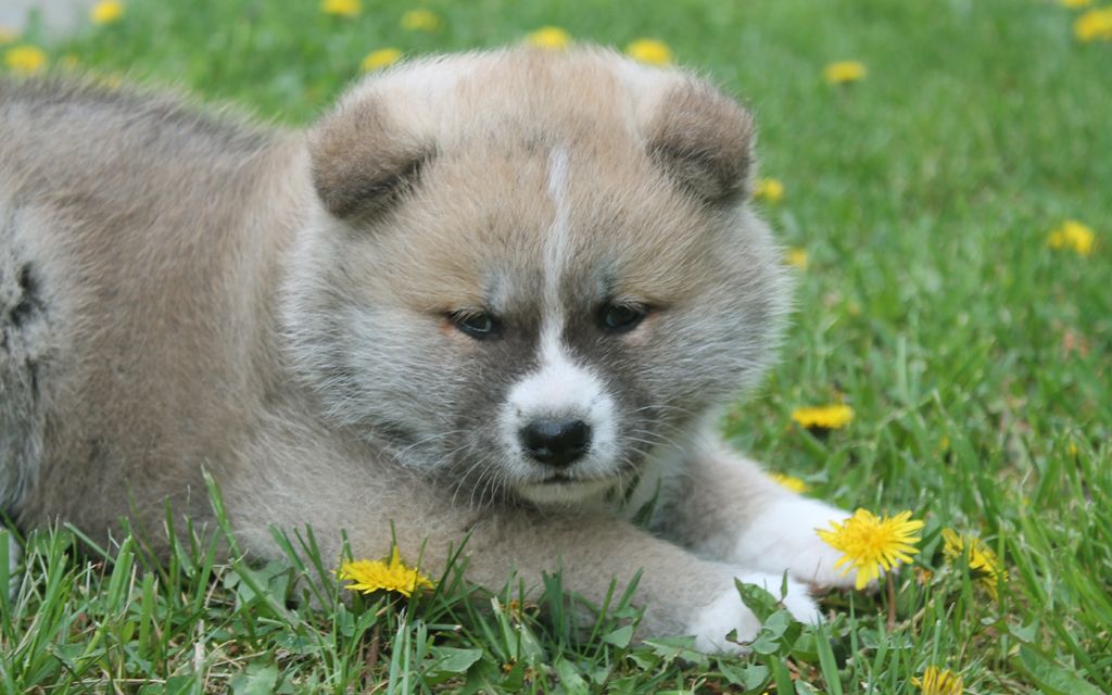 akita inu puppy red picture