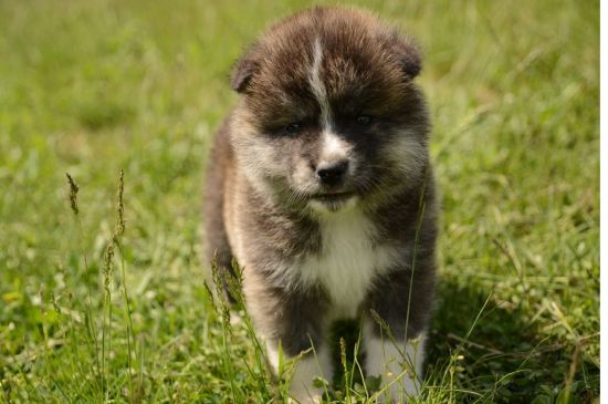 akita inu puppy red picture