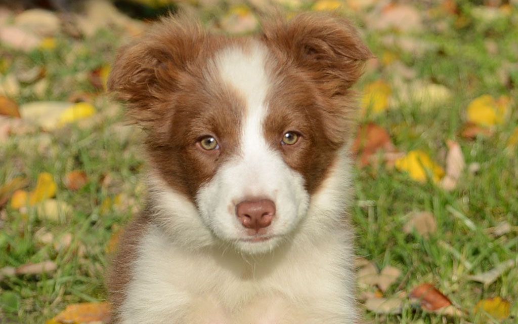 border collie sabre puppy picture