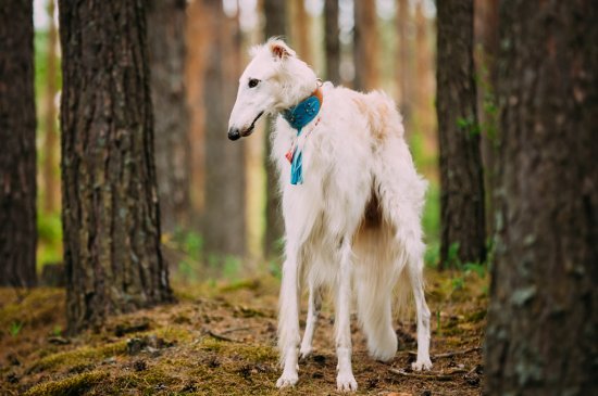 Borzoi perro