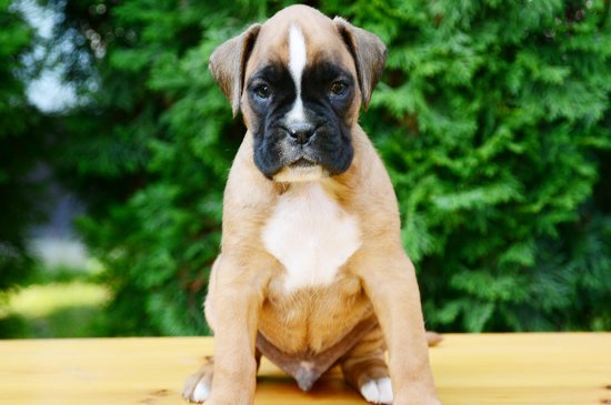 Boxer perro