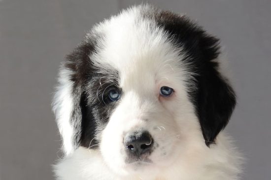 are bukovina sheepdogs good with kids