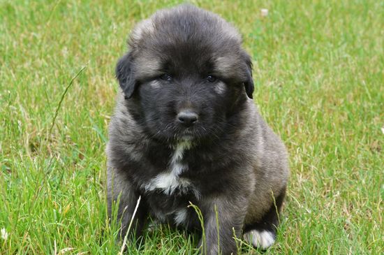 caucasian mountain dog gray puppy picture