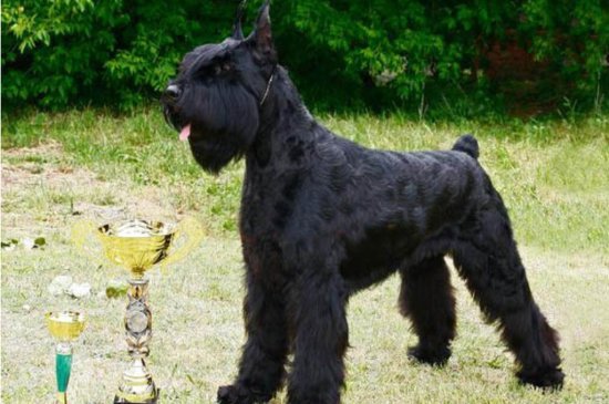 Riesenschnauzer Hund