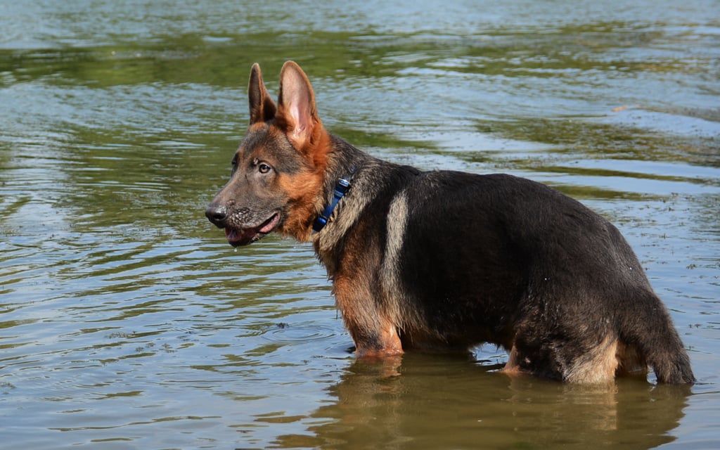 German Shepherd Dog dog