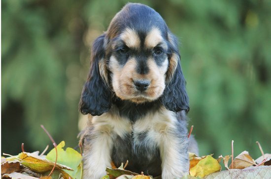 English Cocker Spaniel dog