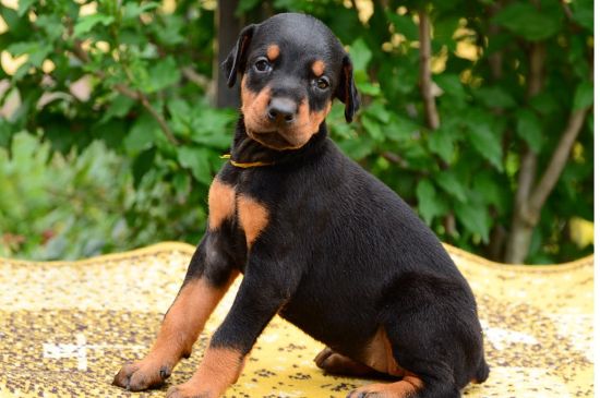 doberman black&tan puppy picture