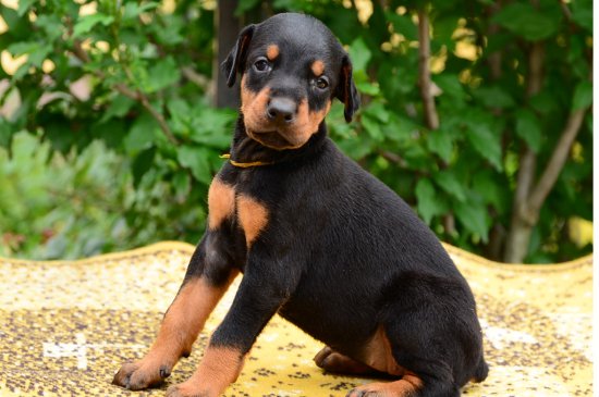 Doberman Pinscher dog