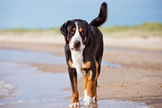 greater swiss mountain dog black and tan picture