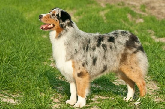 Australian Shepherd Hund