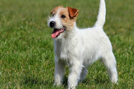 Jack-Russell-Terrier Hund