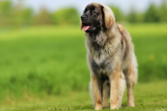 leonberger fawn picture