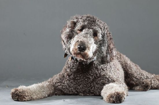 labradoodle chocolate picture