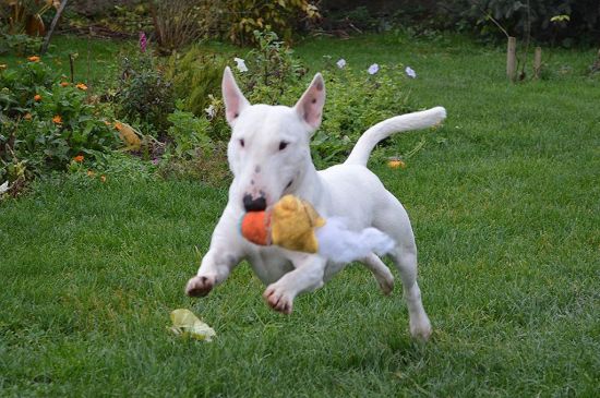 miniature bull terrier white picture