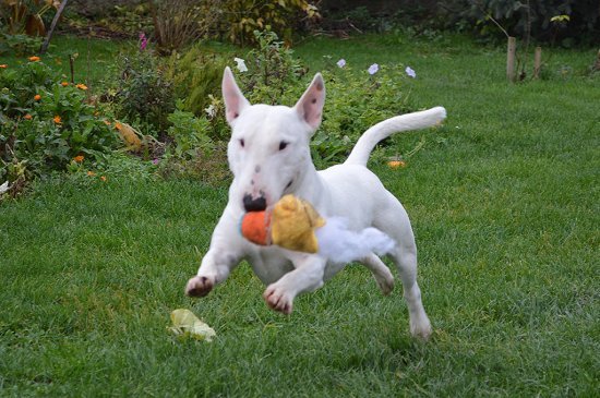 Bull Terrier Miniatura perro