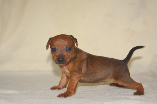 Pinscher Miniatura perro