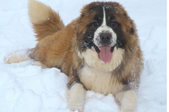 Moskovskaya Storodzevay Sobaka Hund